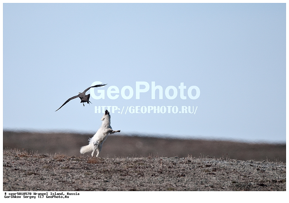 �������, ��������, ���������, �����, ���������, ��������� ���������� �����, ��������� ��, ��������-��������� ����, ��������� ����, �������, ������ ��������, ����������, ��������, ����������, ������, ��������, ��������, �������, ������, �������������, �������������, �����, �����, XYZ, ������, �������, ������, Canidae, �����, �������� ������, Alopex Lagopus, Vulpes lagopus, ��������, �����, �����, ��������, �����������, ������������, Stercorariidae, ������������� ��������, Stercorarius longicaudus, ����������� ����