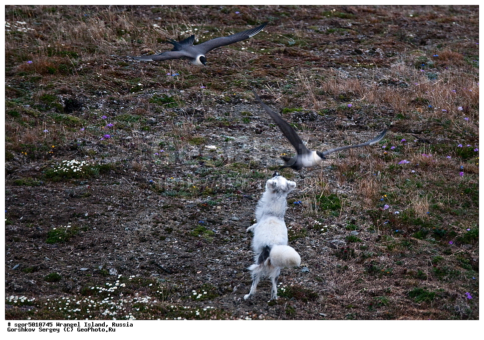  �������, ��������, ���������, �����, ���������, ��������� ���������� �����, ��������� ��, ��������-��������� ����, ��������� ����, �������, ������ ��������, ����������, ��������, ����������, ������, ��������, ��������, �������, ������, �������������, �������������, �����, �����, ������, �������, ������, Canidae, �����, �������� ������, Alopex Lagopus, Vulpes lagopus, ��������, �����, �����, ��������, �����������, ������������, Stercorariidae, ������������� ��������, Stercorarius longicaudus, XYZ, ����������� ����