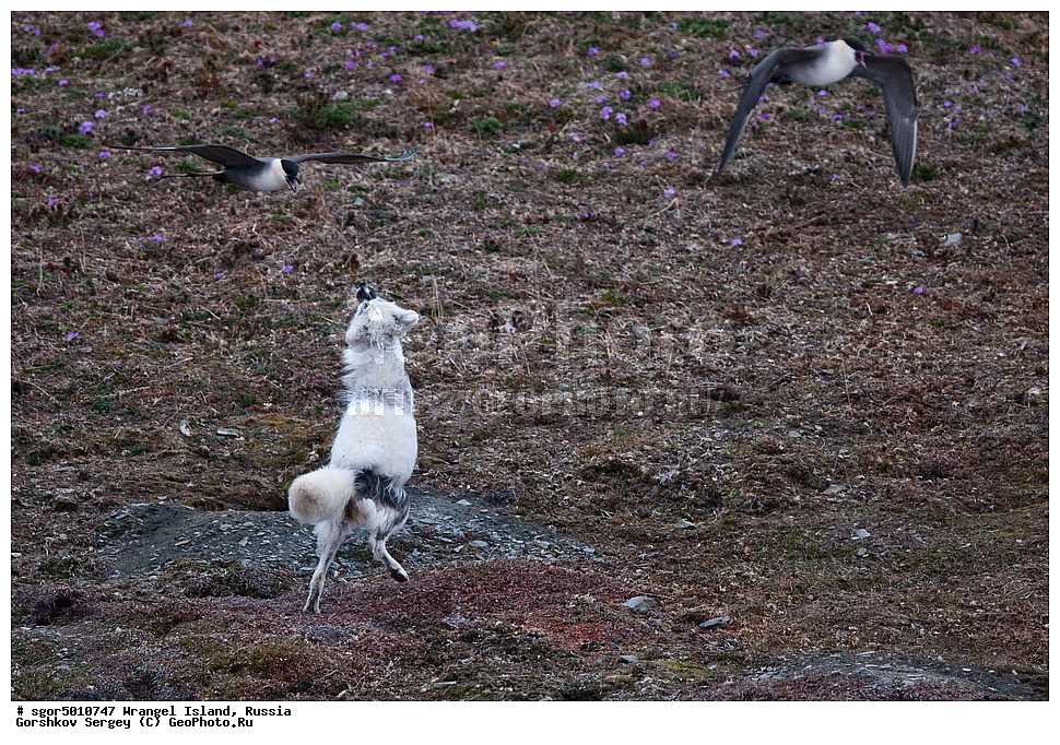  �������, ��������, ���������, �����, ���������, ��������� ���������� �����, ��������� ��, ��������-��������� ����, ��������� ����, �������, ������ ��������, ����������, ��������, ����������, ������, ��������, ��������, �������, ������, �������������, �������������, �����, �����, ������, �������, ������, Canidae, �����, �������� ������, Alopex Lagopus, Vulpes lagopus, ��������, �����, �����, ��������, �����������, ������������, Stercorariidae, ������������� ��������, Stercorarius longicaudus, XYZ, ����������� ����