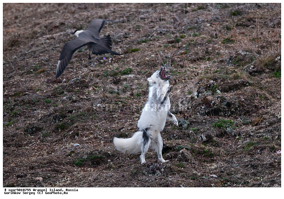  �������, ��������, ���������, �����, ���������, ��������� ���������� �����, ��������� ��, ��������-��������� ����, ��������� ����, �������, ������ ��������, ����������, ��������, ����������, ������, ��������, ��������, �������, ������, �������������, �������������, �����, �����, ������, �������, ������, Canidae, �����, �������� ������, Alopex Lagopus, Vulpes lagopus, ��������, �����, �����, ��������, �����������, ������������, Stercorariidae, ������������� ��������, Stercorarius longicaudus, XYZ, ����������� ����