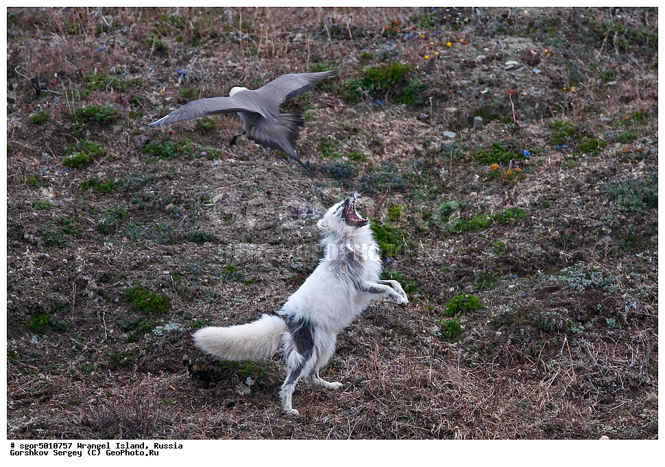  �������, ��������, ���������, �����, ���������, ��������� ���������� �����, ��������� ��, ��������-��������� ����, ��������� ����, �������, ������ ��������, ����������, ��������, ����������, ������, ��������, ��������, �������, ������, �������������, �������������, �����, �����, ������, �������, ������, Canidae, �����, �������� ������, Alopex Lagopus, Vulpes lagopus, ��������, �����, �����, ��������, �����������, ������������, Stercorariidae, ������������� ��������, Stercorarius longicaudus, XYZ, ����������� ����