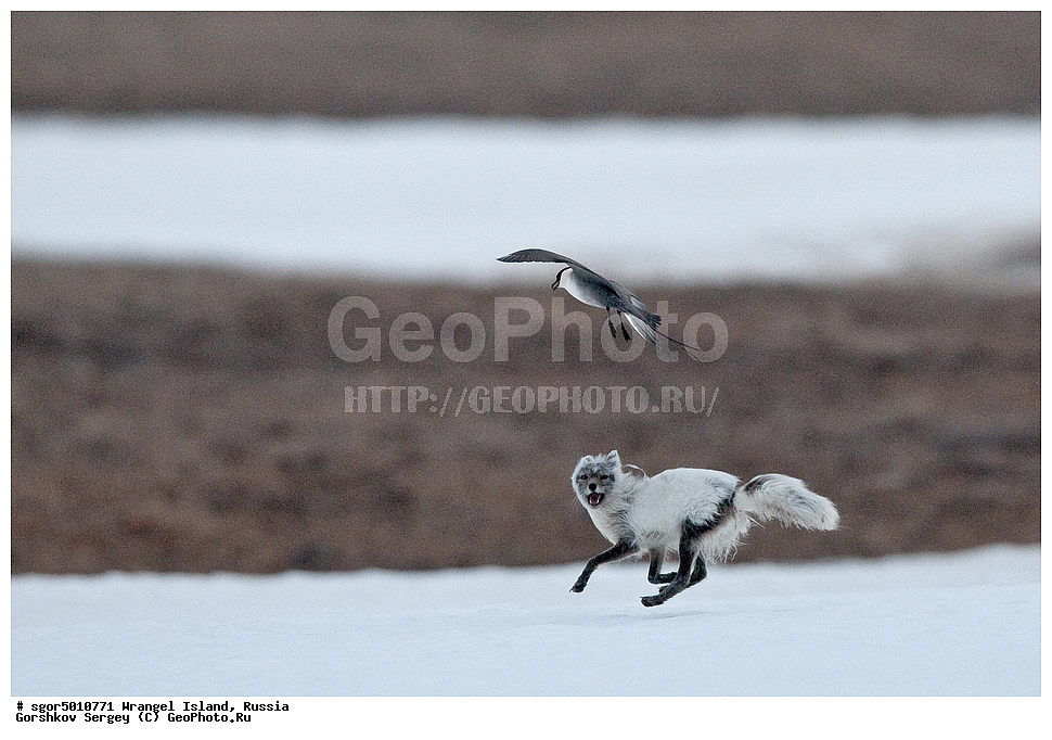  �������, ��������, ���������, �����, ���������, ��������� ���������� �����, ��������� ��, ��������-��������� ����, ��������� ����, �������, ������ ��������, ����������, ��������, ����������, ������, ��������, ��������, �������, ������, �������������, �������������, �����, �����, ������, �������, ������, Canidae, �����, �������� ������, Alopex Lagopus, Vulpes lagopus, ��������, �����, �����, ��������, �����������, ������������, Stercorariidae, ������������� ��������, Stercorarius longicaudus, XYZ, ����������� ����