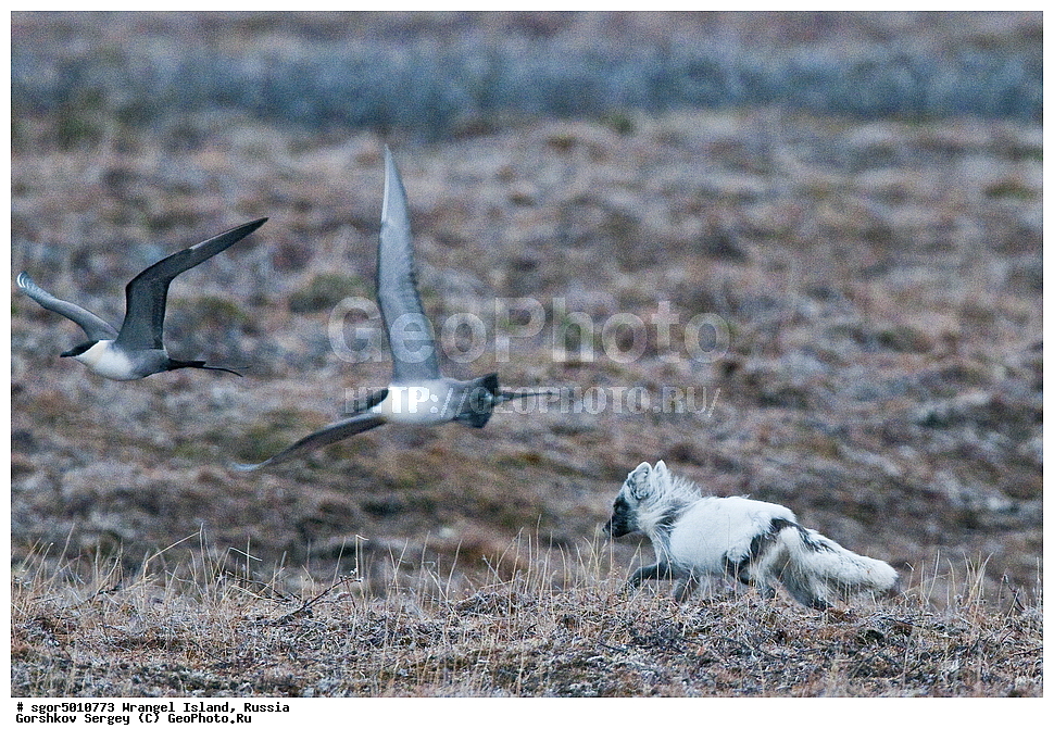  �������, ��������, ���������, �����, ���������, ��������� ���������� �����, ��������� ��, ��������-��������� ����, ��������� ����, �������, ������ ��������, ����������, ��������, ����������, ������, ��������, ��������, �������, ������, �������������, �������������, �����, �����, ������, �������, ������, Canidae, �����, �������� ������, Alopex Lagopus, Vulpes lagopus, ��������, �����, �����, ��������, �����������, ������������, Stercorariidae, ������������� ��������, Stercorarius longicaudus, XYZ, ����������� ����