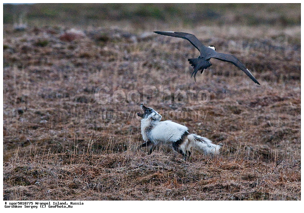  �������, ��������, ���������, �����, ���������, ��������� ���������� �����, ��������� ��, ��������-��������� ����, ��������� ����, �������, ������ ��������, ����������, ��������, ����������, ������, ��������, ��������, �������, ������, �������������, �������������, �����, �����, ������, �������, ������, Canidae, �����, �������� ������, Alopex Lagopus, Vulpes lagopus, ��������, �����, �����, ��������, �����������, ������������, Stercorariidae, ������������� ��������, Stercorarius longicaudus, XYZ, ����������� ����