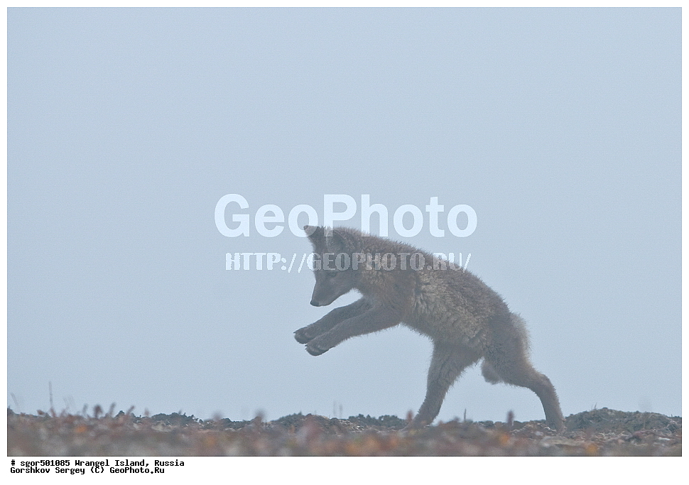 �������, ��������, ���������, �����, ���������, ��������� ���������� �����, ��������� ��, ��������-��������� ����, ��������� ����, �������, ������ ��������, ����������, ��������, ����������, ������, ��������, ��������, �������, ������, �������������, �������������, �����, �����, ������, �������, ������, Canidae, �����, �������� ������, Alopex Lagopus, Vulpes lagopus, �����, �����, �������, ����, �������, ���� �����������, XYZ, ����������� ����