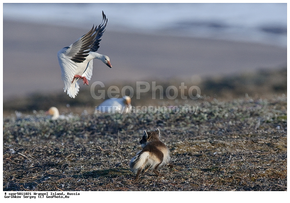 �������, ��������, ���������, �����, ���������, ��������� ���������� �����, ��������� ��, ��������-��������� ����, ��������� ����, �������, ������ ��������, ����������, ��������, ����������, ������, ��������, ��������, �����, �����, ��������, �����������, �����������������, ������������� �����, ������������� �����, XYZ, ������, Anatidae, ����� ����, Anser caerulescens, Chen caerulescens, �������, ������, �������������, �������������, �����, �����, ������, �������, ������, Canidae, �����, �������� ������, Alopex Lagopus, Vulpes lagopus, XYZ, ����������� ����