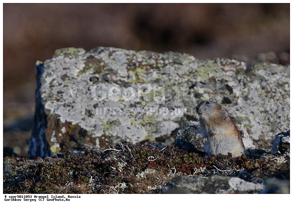 �������, ��������, ���������, �����, ���������, ��������� ���������� �����, ��������� ��, ��������-��������� ����, ��������� ����, �������, ������ ��������, ����������, ��������, ����������, ������, ��������, ��������, �������������, �������������, �����, �����, �������, XYZ, ���������, Cricetidae, ������� �����������, Dicrostonyx vinogradovi