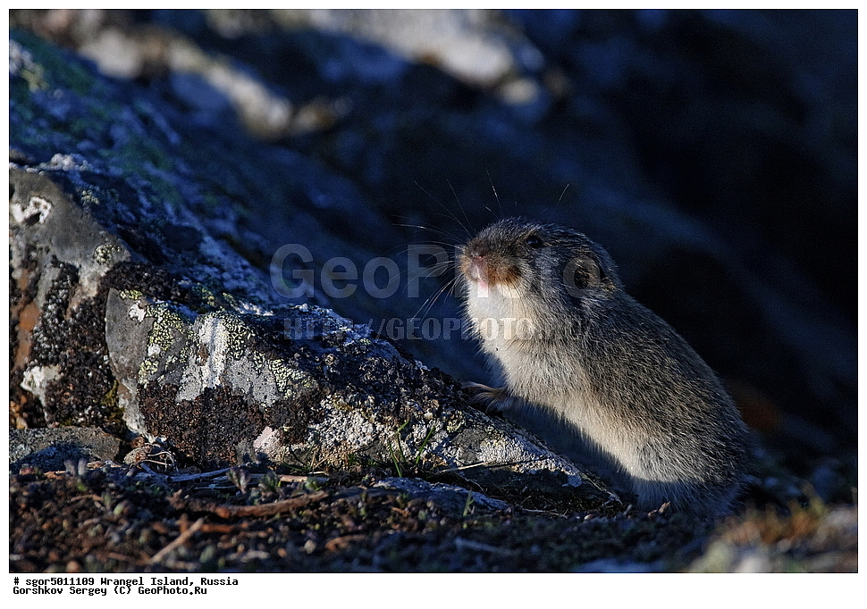 �������, ��������, ���������, �����, ���������, ��������� ���������� �����, ��������� ��, ��������-��������� ����, ��������� ����, �������, ������ ��������, ����������, ��������, ����������, ������, ��������, ��������, �������������, �������������, �����, �����, �������, XYZ, ���������, Cricetidae, ������� ��������, ��������� ������� ��������, Lemmus sibiricus portenkoi, ��������� �������, Lemmus sibiricus, ������ �������