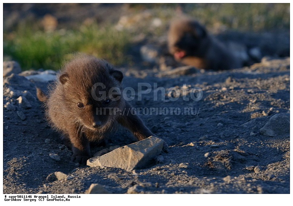  �������, ��������, ���������, �����, ���������, ��������� ���������� �����, ��������� ��, ��������-��������� ����, ��������� ����, �������, ������ ��������, ����������, ��������, ����������, ������, ��������, ��������, �������, ������, �������������, �������������, �����, �����, ������, �������, ������, Canidae, �����, �������� ������, Alopex Lagopus, Vulpes lagopus, �����, �����, XYZ, ����������� ����