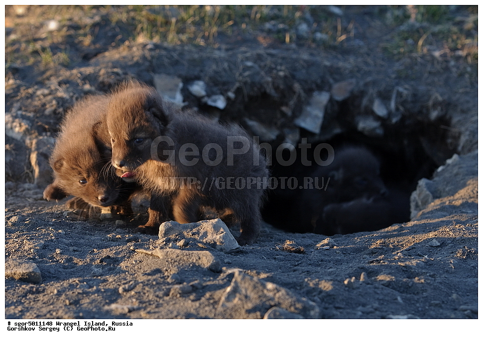  �������, ��������, ���������, �����, ���������, ��������� ���������� �����, ��������� ��, ��������-��������� ����, ��������� ����, �������, ������ ��������, ����������, ��������, ����������, ������, ��������, ��������, �������, ������, �������������, �������������, �����, �����, ������, �������, ������, Canidae, �����, �������� ������, Alopex Lagopus, Vulpes lagopus, �����, �����, XYZ, ����������� ����