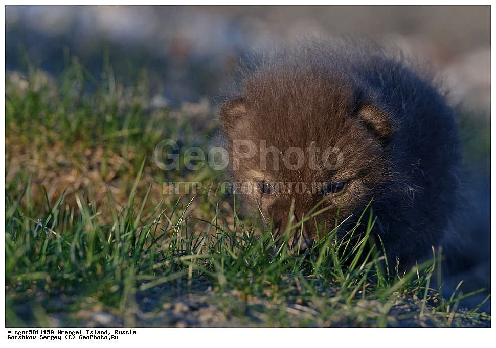  �������, ��������, ���������, �����, ���������, ��������� ���������� �����, ��������� ��, ��������-��������� ����, ��������� ����, �������, ������ ��������, ����������, ��������, ����������, ������, ��������, ��������, �������, ������, �������������, �������������, �����, �����, ������, �������, ������, Canidae, �����, �������� ������, Alopex Lagopus, Vulpes lagopus, �����, �����, XYZ, ����������� ����