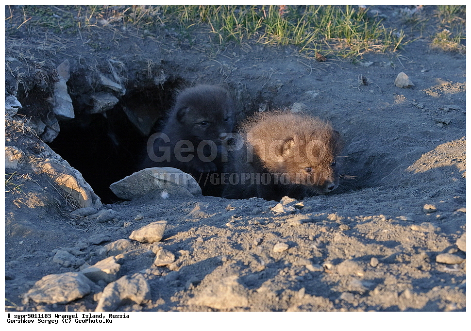  �������, ��������, ���������, �����, ���������, ��������� ���������� �����, ��������� ��, ��������-��������� ����, ��������� ����, �������, ������ ��������, ����������, ��������, ����������, ������, ��������, ��������, �������, ������, �������������, �������������, �����, �����, ������, �������, ������, Canidae, �����, �������� ������, Alopex Lagopus, Vulpes lagopus, �����, �����, XYZ, ����������� ����