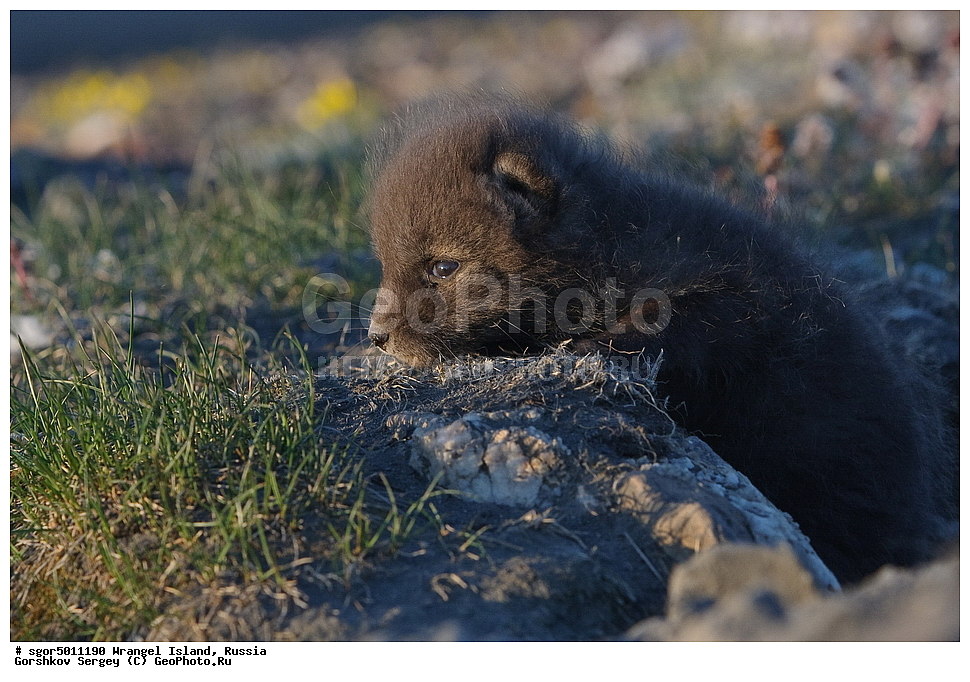  �������, ��������, ���������, �����, ���������, ��������� ���������� �����, ��������� ��, ��������-��������� ����, ��������� ����, �������, ������ ��������, ����������, ��������, ����������, ������, ��������, ��������, �������, ������, �������������, �������������, �����, �����, ������, �������, ������, Canidae, �����, �������� ������, Alopex Lagopus, Vulpes lagopus, �����, �����, XYZ, ����������� ����