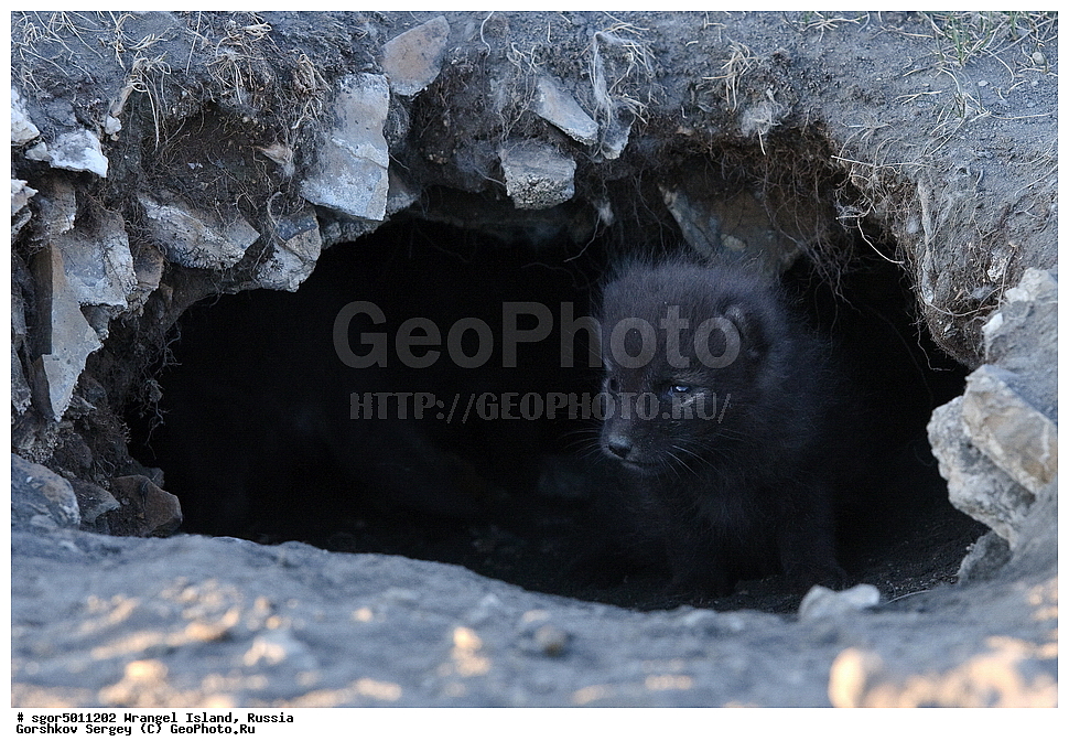  �������, ��������, ���������, �����, ���������, ��������� ���������� �����, ��������� ��, ��������-��������� ����, ��������� ����, �������, ������ ��������, ����������, ��������, ����������, ������, ��������, ��������, �������, ������, �������������, �������������, �����, �����, ������, �������, ������, Canidae, �����, �������� ������, Alopex Lagopus, Vulpes lagopus, �����, �����, XYZ, ����������� ����