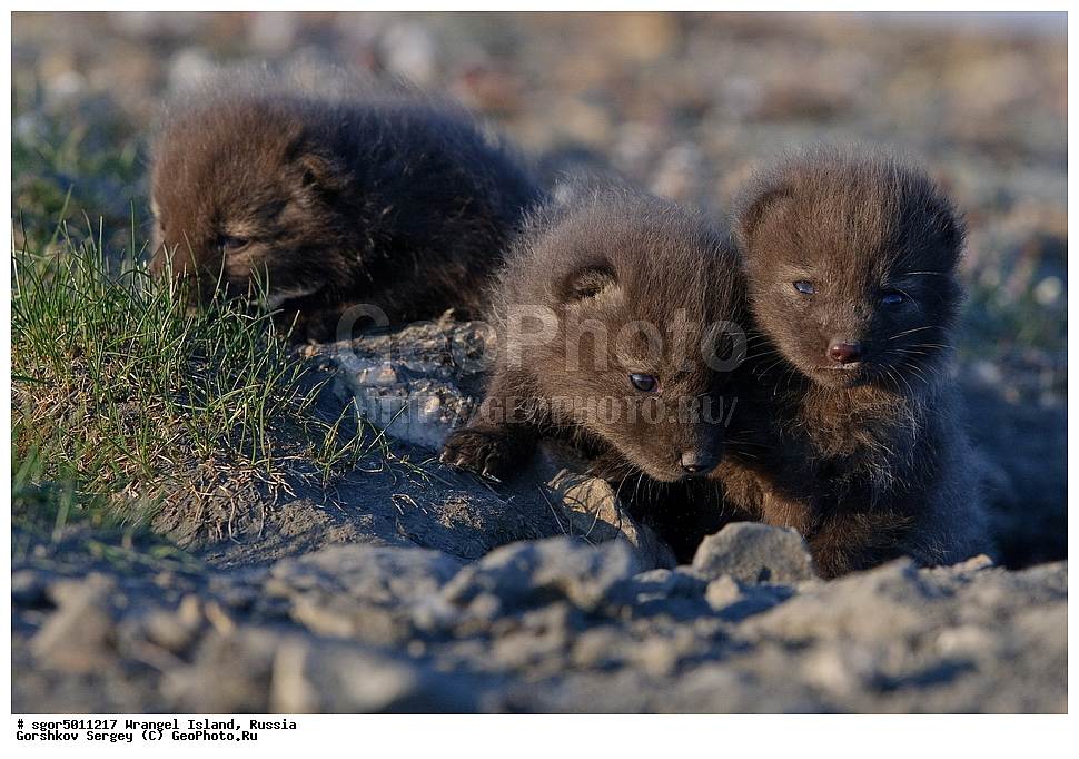  �������, ��������, ���������, �����, ���������, ��������� ���������� �����, ��������� ��, ��������-��������� ����, ��������� ����, �������, ������ ��������, ����������, ��������, ����������, ������, ��������, ��������, �������, ������, �������������, �������������, �����, �����, ������, �������, ������, Canidae, �����, �������� ������, Alopex Lagopus, Vulpes lagopus, �����, �����, XYZ, ����������� ����