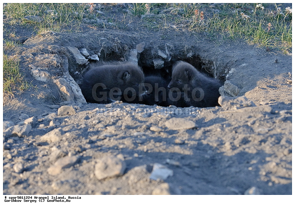  �������, ��������, ���������, �����, ���������, ��������� ���������� �����, ��������� ��, ��������-��������� ����, ��������� ����, �������, ������ ��������, ����������, ��������, ����������, ������, ��������, ��������, �������, ������, �������������, �������������, �����, �����, ������, �������, ������, Canidae, �����, �������� ������, Alopex Lagopus, Vulpes lagopus, �����, �����, XYZ, ����������� ����