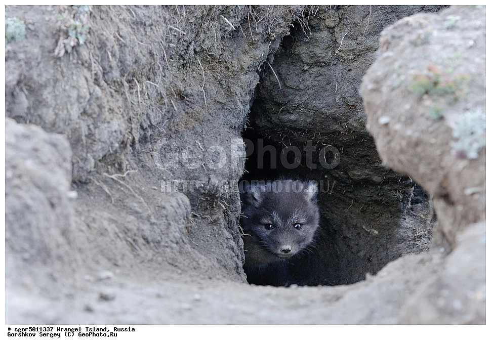  �������, ��������, ���������, �����, ���������, ��������� ���������� �����, ��������� ��, ��������-��������� ����, ��������� ����, �������, ������ ��������, ����������, ��������, ����������, ������, ��������, ��������, �������, ������, �������������, �������������, �����, �����, ������, �������, ������, Canidae, �����, �������� ������, Alopex Lagopus, Vulpes lagopus, �����, �����, XYZ, ����������� ����