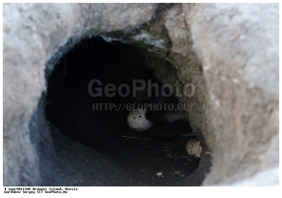  �������, ��������, ���������, �����, ���������, ��������� ���������� �����, ��������� ��, ��������-��������� ����, ��������� ����, �������, ������ ��������, ����������, ��������, ����������, ������, ��������, ��������, �������, ������, �������������, �������������, �����, �����, ������, �������, ������, Canidae, �����, �������� ������, Alopex Lagopus, Vulpes lagopus, �����, �����, XYZ, ����������� ����