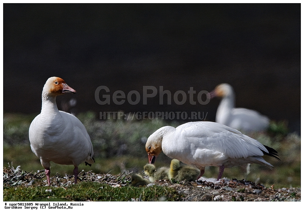 �������, ��������, ���������, �����, ���������, ��������� ���������� �����, ��������� ��, ��������-��������� ����, ��������� ����, �������, ������ ��������, ����������, ��������, ����������, ������, ��������, ��������, �����, �����, ��������, �����������, �����������������, ������������� �����, ������������� �����,, XYZ, ������, Anatidae, ����� ����, Anser caerulescens, Chen caerulescens, ������, �������, ������, ������, ������