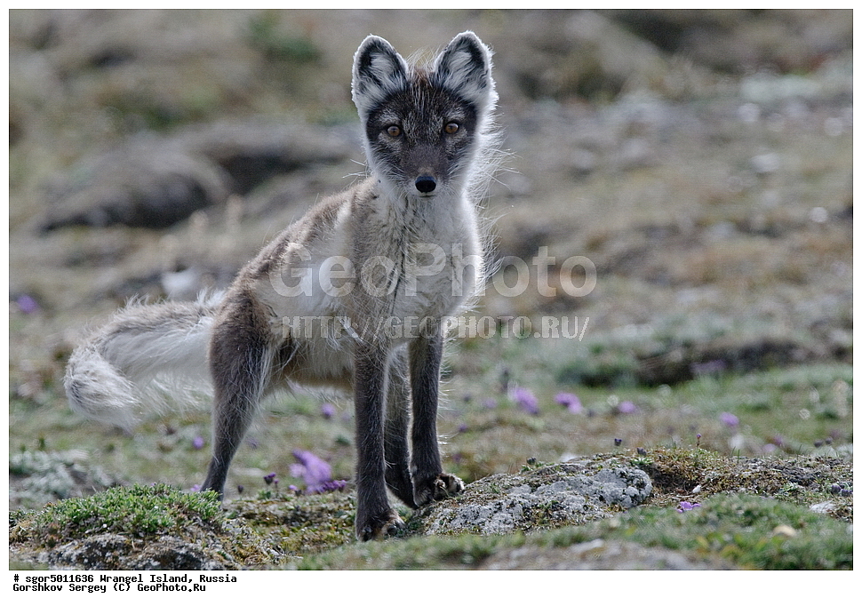 �������, ��������, ���������, �����, ���������, ��������� ���������� �����, ��������� ��, ��������-��������� ����, ��������� ����, �������, ������ ��������, ����������, ��������, ����������, ������, ��������, ��������, �������, ������, �������������, �������������, �����, �����, ������, �������, ������, Canidae, �����, �������� ������, Alopex Lagopus, Vulpes lagopus, ��������, ������, XYZ, ����������� ����