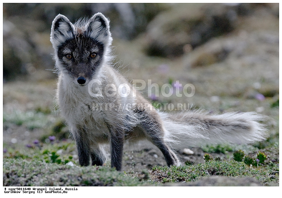 �������, ��������, ���������, �����, ���������, ��������� ���������� �����, ��������� ��, ��������-��������� ����, ��������� ����, �������, ������ ��������, ����������, ��������, ����������, ������, ��������, ��������, �������, ������, �������������, �������������, �����, �����, ������, �������, ������, Canidae, �����, �������� ������, Alopex Lagopus, Vulpes lagopus, ��������, ������, XYZ, ����������� ����