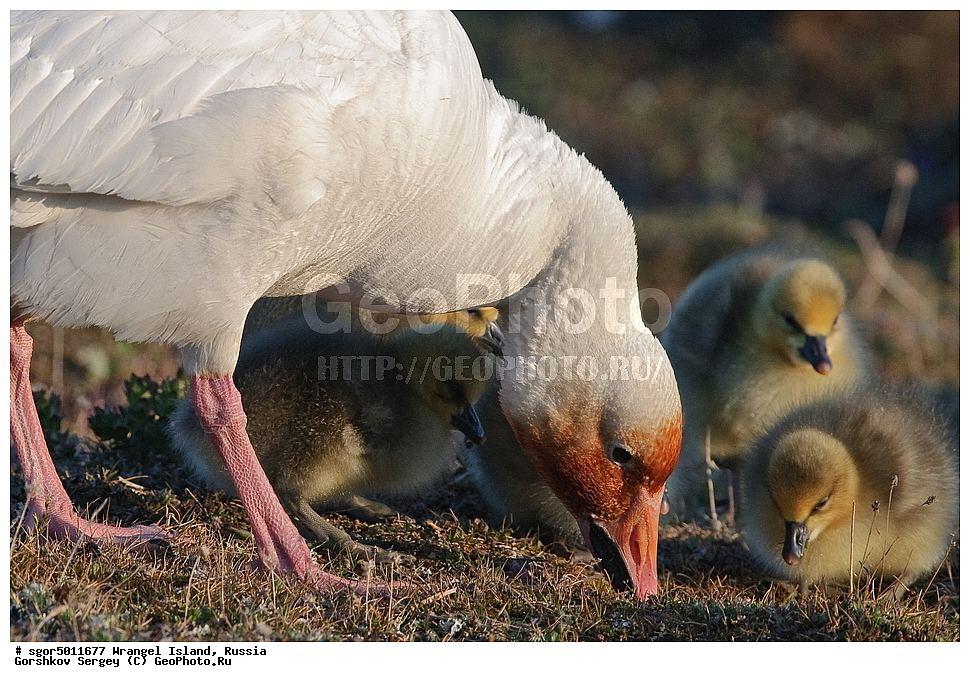 �������, ��������, ���������, �����, ���������, ��������� ���������� �����, ��������� ��, ��������-��������� ����, ��������� ����, �������, ������ ��������, ����������, ��������, ����������, ������, ��������, ��������, �����, �����, ��������, �����������, �����������������, ������������� �����, ������������� �����,, XYZ, ������, Anatidae, ����� ����, Anser caerulescens, Chen caerulescens, ������, �������, ������, ������, ������