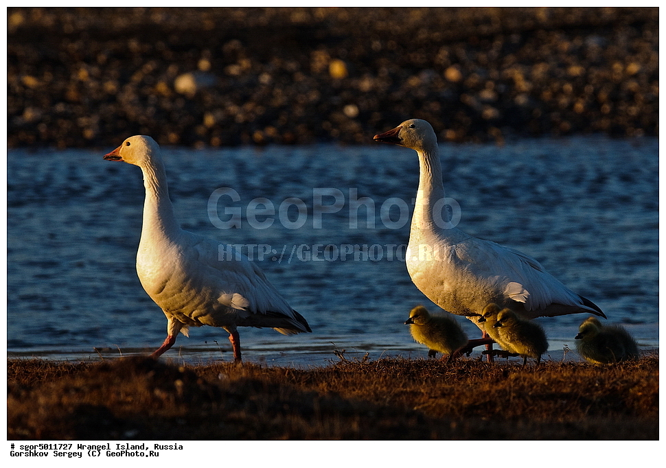 �������, ��������, ���������, �����, ���������, ��������� ���������� �����, ��������� ��, ��������-��������� ����, ��������� ����, �������, ������ ��������, ����������, ��������, ����������, ������, ��������, ��������, �����, �����, ��������, �����������, �����������������, ������������� �����, ������������� �����,, XYZ, ������, Anatidae, ����� ����, Anser caerulescens, Chen caerulescens, ������, �������, ������, ������, ������