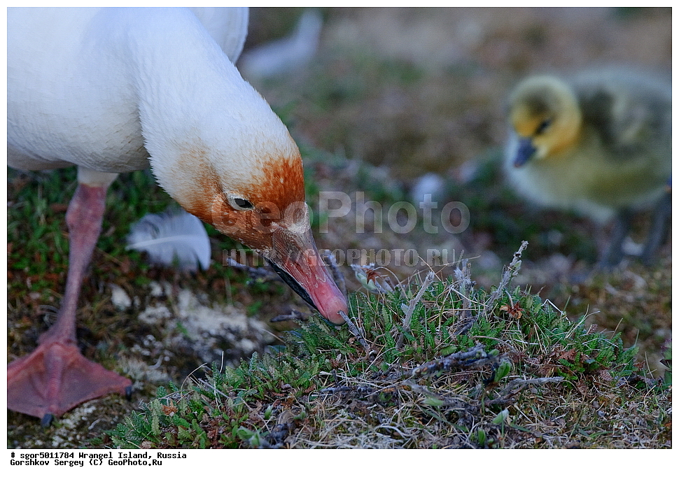 �������, ��������, ���������, �����, ���������, ��������� ���������� �����, ��������� ��, ��������-��������� ����, ��������� ����, �������, ������ ��������, ����������, ��������, ����������, ������, ��������, ��������, �����, �����, ��������, �����������, �����������������, ������������� �����, ������������� �����,, XYZ, ������, Anatidae, ����� ����, Anser caerulescens, Chen caerulescens, ������, �������, ������, ������, ������