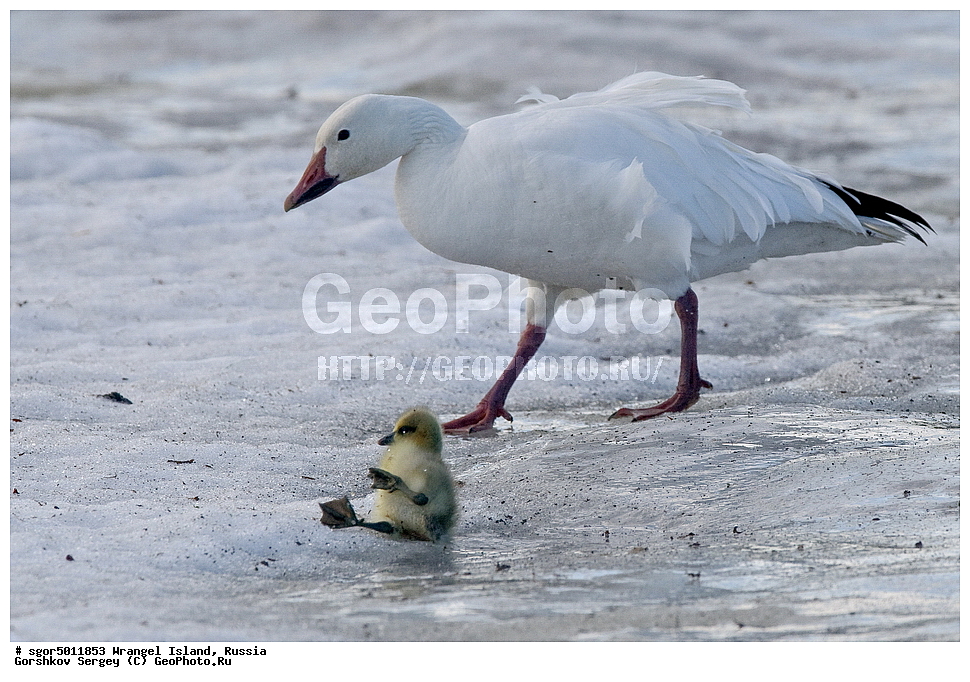 �������, ��������, ���������, �����, ���������, ��������� ���������� �����, ��������� ��, ��������-��������� ����, ��������� ����, �������, ������ ��������, ����������, ��������, ����������, ������, ��������, ��������, �����, �����, ��������, �����������, �����������������, ������������� �����, ������������� �����,, XYZ, ������, Anatidae, ����� ����, Anser caerulescens, Chen caerulescens, ������, �������, ������, ������, ������