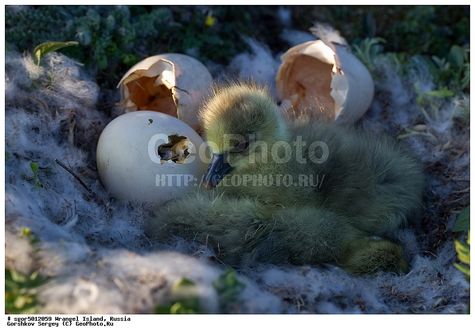 �������, ��������, ���������, �����, ���������, ��������� ���������� �����, ��������� ��, ��������-��������� ����, ��������� ����, �������, ������ ��������, ����������, ��������, ����������, ������, ��������, ��������, �����, �����, ��������, �����������, �����������������, ������������� �����, ������������� �����,, XYZ, ������, Anatidae, ����� ����, Anser caerulescens, Chen caerulescens, ������, �������, ������, ������, ������