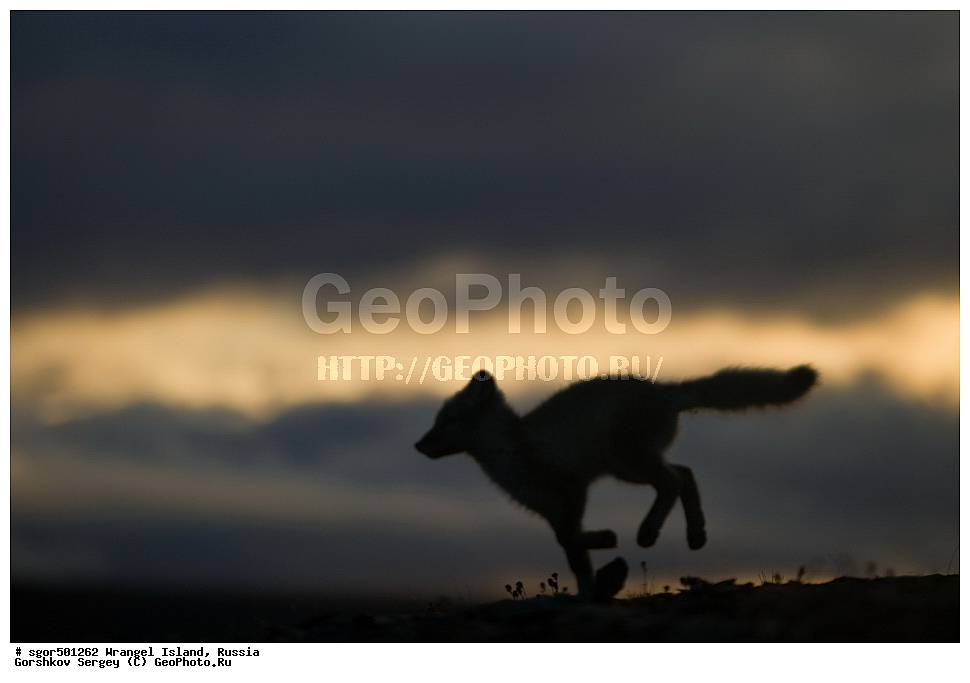 �������, ��������, ���������, �����, ���������, ��������� ���������� �����, ��������� ��, ��������-��������� ����, ��������� ����, �������, ������ ��������, ����������, ��������, ����������, ������, ��������, ��������, �������, ������, �������������, �������������, �����, �����, ������, �������, ������, Canidae, �����, �������� ������, Alopex Lagopus, Vulpes lagopus, �����, �����, �������, ����, �������, ���� �����������, XYZ, ����������� ����