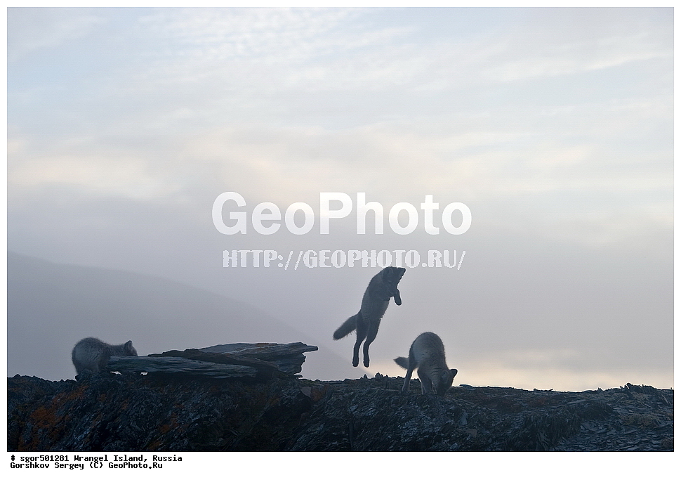 �������, ��������, ���������, �����, ���������, ��������� ���������� �����, ��������� ��, ��������-��������� ����, ��������� ����, �������, ������ ��������, ����������, ��������, ����������, ������, ��������, ��������, �������, ������, �������������, �������������, �����, �����, ������, �������, ������, Canidae, �����, �������� ������, Alopex Lagopus, Vulpes lagopus, �����, �����, �������, ����, �������, ���� �����������, XYZ, ����������� ����