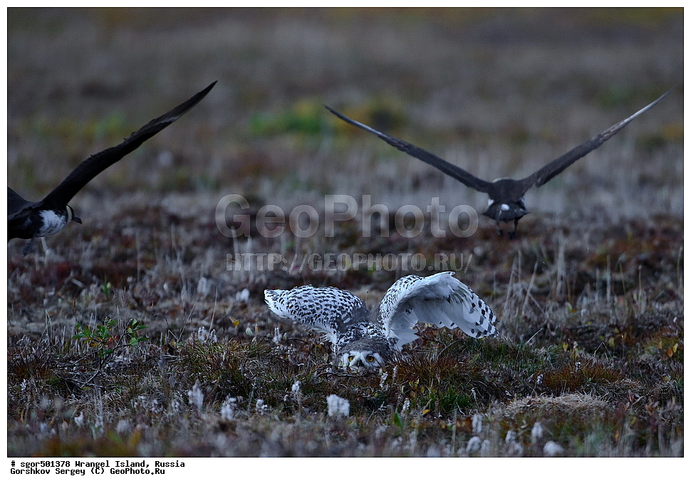  �������, ��������, ���������, �����, ���������, ��������� ���������� �����, ��������� ��, ��������-��������� ����, ��������� ����, �������, ������ ��������, ����������, ��������, ����������, ������, ��������, ��������, �����, �����, ��������, �����������, ������ �����, ������ �����, XYZ, �������, ��������� ����, Strigidae, Nyctea scandiaca, Bubo scandiacus, ��������������, ������� �����, ������� �����, ������������, Stercorariidae, Stercorarius pomarinus