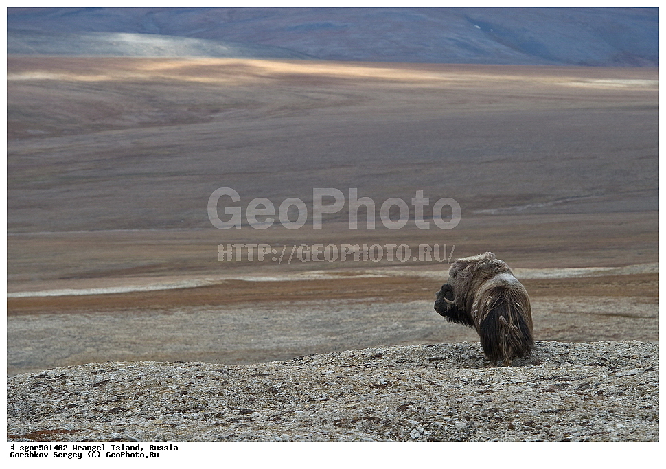 �������, ��������, ���������, �����, ���������, ��������� ���������� �����, ��������� ��, ��������-��������� ����, ��������� ����, �������, ������ ��������, ����������, ��������, ����������, ������, ��������, ��������, �������������, �������������, �����, �����, ���������, Bovidae, �������, Ovibos moschatus, XYZ