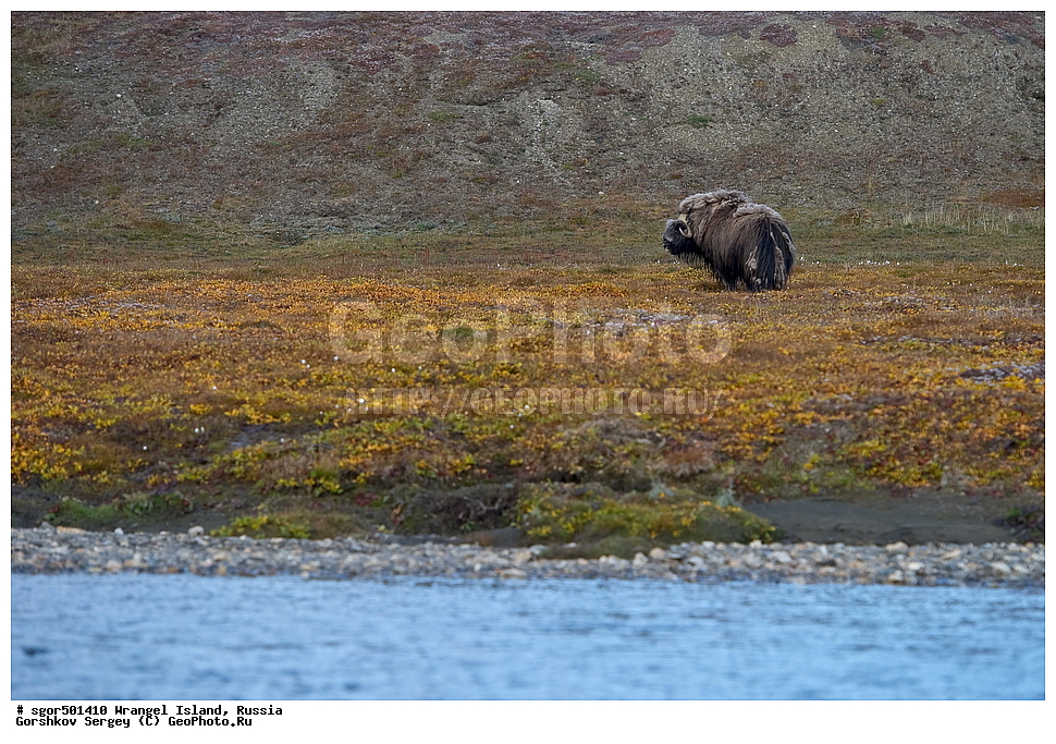 �������, ��������, ���������, �����, ���������, ��������� ���������� �����, ��������� ��, ��������-��������� ����, ��������� ����, �������, ������ ��������, ����������, ��������, ����������, ������, ��������, ��������, �������������, �������������, �����, �����, ���������, Bovidae, �������, Ovibos moschatus, XYZ