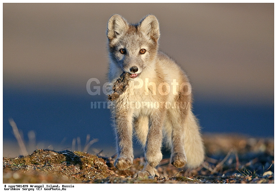 �������, ��������, ���������, �����, ���������, ��������� ���������� �����, ��������� ��, ��������-��������� ����, ��������� ����, �������, ������ ��������, ����������, ��������, ����������, ������, ��������, ��������, �������, ������, �������������, �������������, �����, �����, ������, �������, ������, Canidae, �����, �������� ������, Alopex Lagopus, Vulpes lagopus, �����, �����, �������, ����, �������, ���� �����������, XYZ, ����������� ����