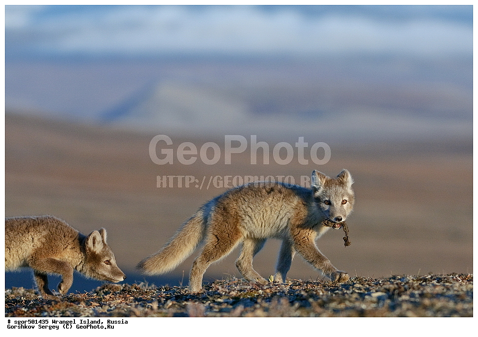 �������, ��������, ���������, �����, ���������, ��������� ���������� �����, ��������� ��, ��������-��������� ����, ��������� ����, �������, ������ ��������, ����������, ��������, ����������, ������, ��������, ��������, �������, ������, �������������, �������������, �����, �����, ������, �������, ������, Canidae, �����, �������� ������, Alopex Lagopus, Vulpes lagopus, �����, �����, �������, ����, �������, ���� �����������, XYZ, ����������� ����