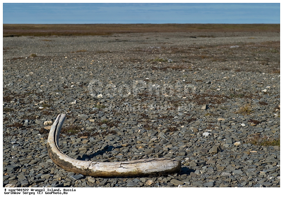 �������, ��������, ���������, �����, ���������, ��������� ���������� �����, ��������� ��, ��������-��������� ����, ��������� ����, �������, ������ ��������, ����������, ��������, ����������, ������, ��������, ��������, �������������, �������������, �����, �����, XYZ, ��������, Elephantidae, ���������� ������, Mammuthus primigenius, ������, ������