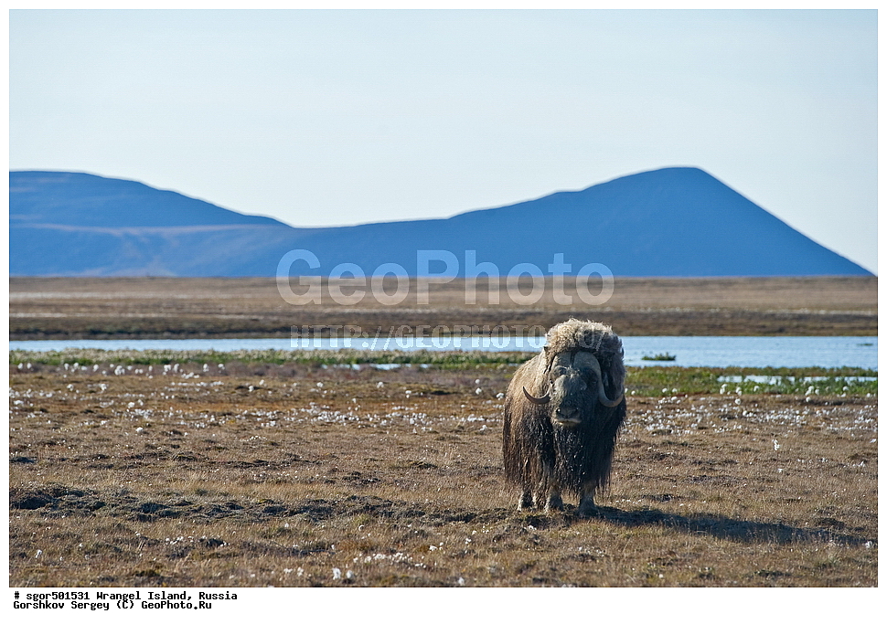 �������, ��������, ���������, �����, ���������, ��������� ���������� �����, ��������� ��, ��������-��������� ����, ��������� ����, �������, ������ ��������, ����������, ��������, ����������, ������, ��������, ��������, �������������, �������������, �����, �����, ���������, Bovidae, �������, Ovibos moschatus, XYZ