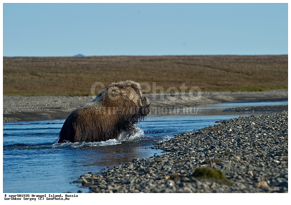 �������, ��������, ���������, �����, ���������, ��������� ���������� �����, ��������� ��, ��������-��������� ����, ��������� ����, �������, ������ ��������, ����������, ��������, ����������, ������, ��������, ��������, �������������, �������������, �����, �����, ���������, Bovidae, �������, Ovibos moschatus, XYZ