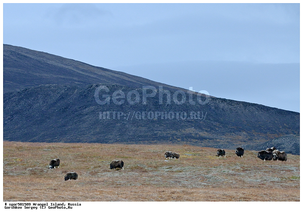 �������, ��������, ���������, �����, ���������, ��������� ���������� �����, ��������� ��, ��������-��������� ����, ��������� ����, �������, ������ ��������, ����������, ��������, ����������, ������, ��������, ��������, �������������, �������������, �����, �����, ���������, Bovidae, �������, Ovibos moschatus, �����, XYZ