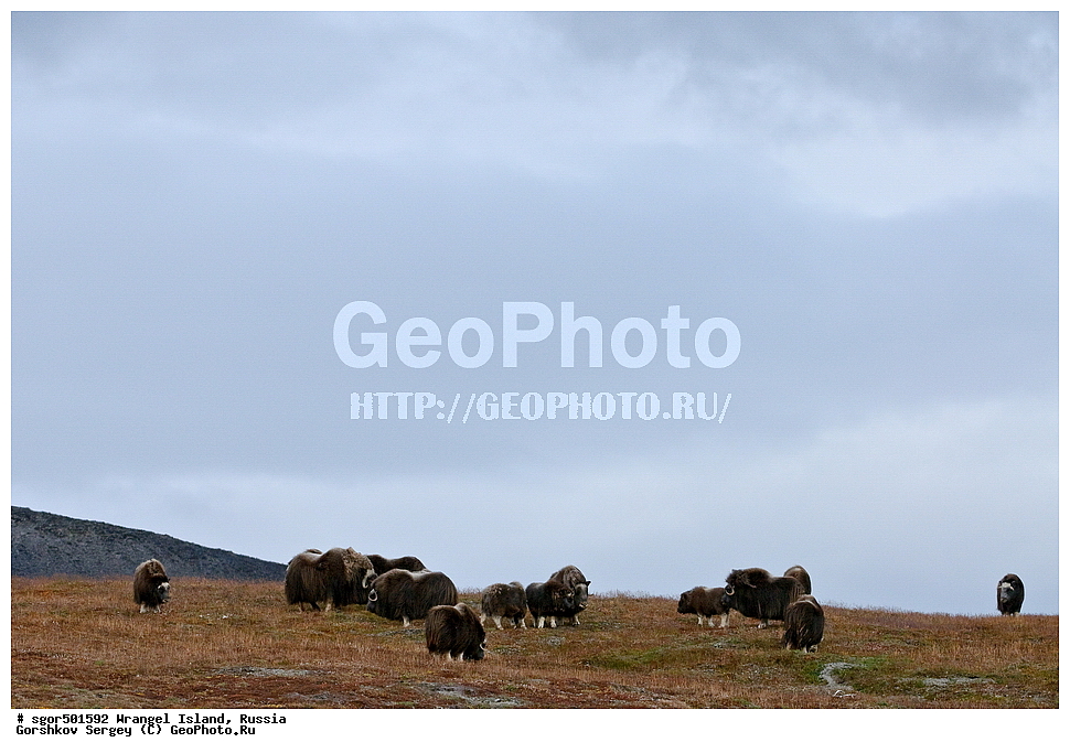 �������, ��������, ���������, �����, ���������, ��������� ���������� �����, ��������� ��, ��������-��������� ����, ��������� ����, �������, ������ ��������, ����������, ��������, ����������, ������, ��������, ��������, �������������, �������������, �����, �����, ���������, Bovidae, �������, Ovibos moschatus, �����, XYZ