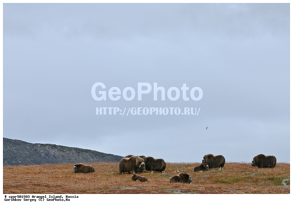 �������, ��������, ���������, �����, ���������, ��������� ���������� �����, ��������� ��, ��������-��������� ����, ��������� ����, �������, ������ ��������, ����������, ��������, ����������, ������, ��������, ��������, �������������, �������������, �����, �����, ���������, Bovidae, �������, Ovibos moschatus, �����, XYZ