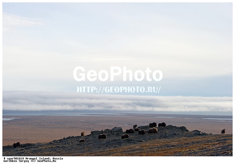 �������, ��������, ���������, �����, ���������, ��������� ���������� �����, ��������� ��, ��������-��������� ����, ��������� ����, �������, ������ ��������, ����������, ��������, ����������, ������, ��������, ��������, �������������, �������������, �����, �����, ���������, Bovidae, �������, Ovibos moschatus, �����, XYZ