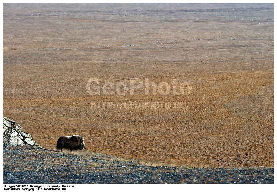 �������, ��������, ���������, �����, ���������, ��������� ���������� �����, ��������� ��, ��������-��������� ����, ��������� ����, �������, ������ ��������, ����������, ��������, ����������, ������, ��������, ��������, �������������, �������������, �����, �����, ���������, Bovidae, �������, Ovibos moschatus, XYZ