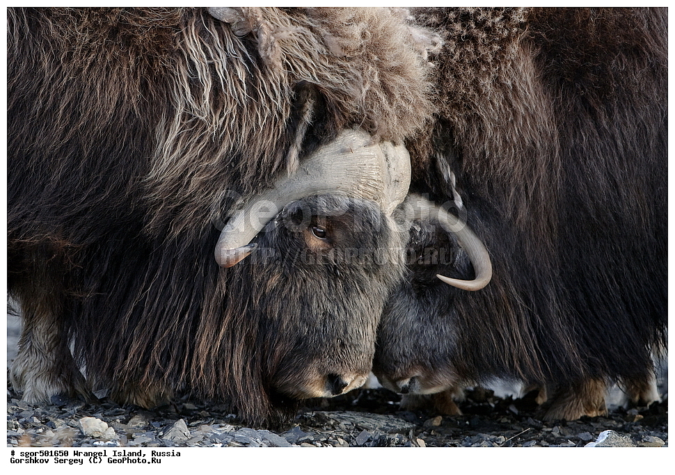 �������, ��������, ���������, �����, ���������, ��������� ���������� �����, ��������� ��, ��������-��������� ����, ��������� ����, �������, ������ ��������, ����������, ��������, ����������, ������, ��������, ��������, �������������, �������������, �����, �����, ���������, Bovidae, �������, Ovibos moschatus, �����, XYZ