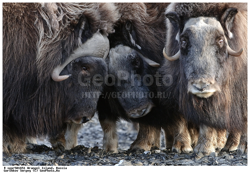 �������, ��������, ���������, �����, ���������, ��������� ���������� �����, ��������� ��, ��������-��������� ����, ��������� ����, �������, ������ ��������, ����������, ��������, ����������, ������, ��������, ��������, �������������, �������������, �����, �����, ���������, Bovidae, �������, Ovibos moschatus, �����, XYZ