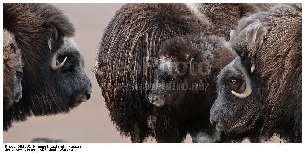 �������, ��������, ���������, �����, ���������, ��������� ���������� �����, ��������� ��, ��������-��������� ����, ��������� ����, �������, ������ ��������, ����������, ��������, ����������, ������, ��������, ��������, �������������, �������������, �����, �����, ���������, Bovidae, �������, Ovibos moschatus, �����, XYZ