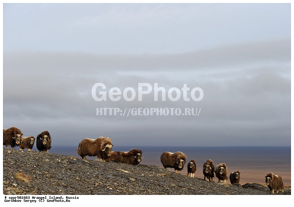 �������, ��������, ���������, �����, ���������, ��������� ���������� �����, ��������� ��, ��������-��������� ����, ��������� ����, �������, ������ ��������, ����������, ��������, ����������, ������, ��������, ��������, �������������, �������������, �����, �����, ���������, Bovidae, �������, Ovibos moschatus, �����, XYZ