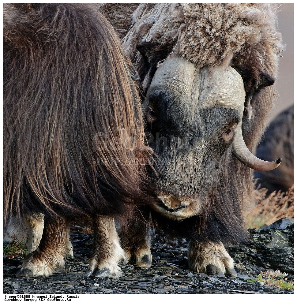 �������, ��������, ���������, �����, ���������, ��������� ���������� �����, ��������� ��, ��������-��������� ����, ��������� ����, �������, ������ ��������, ����������, ��������, ����������, ������, ��������, ��������, �������������, �������������, �����, �����, ���������, Bovidae, �������, Ovibos moschatus, �����, XYZ